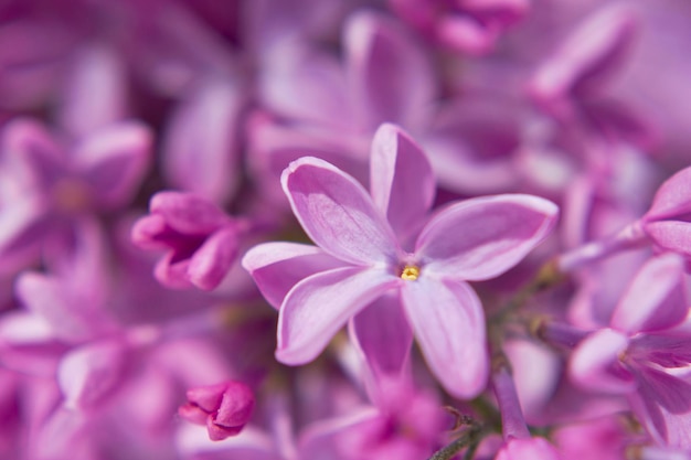 close-up de flores frescas lilás rosa e roxo