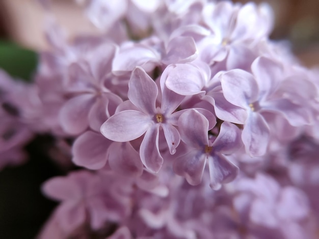 Close-up de flores lilás