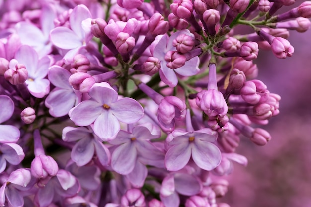 Close-up de flores lilás