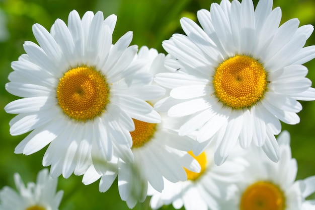 Close-up de flores margaridas brancas