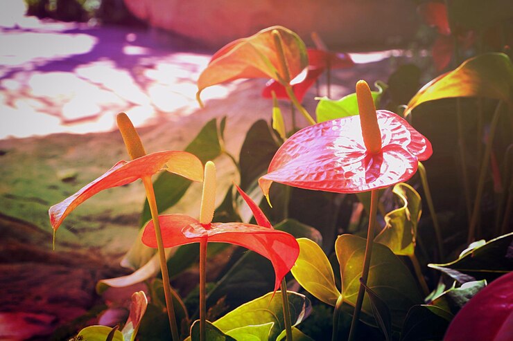 Foto close-up de flores molhadas