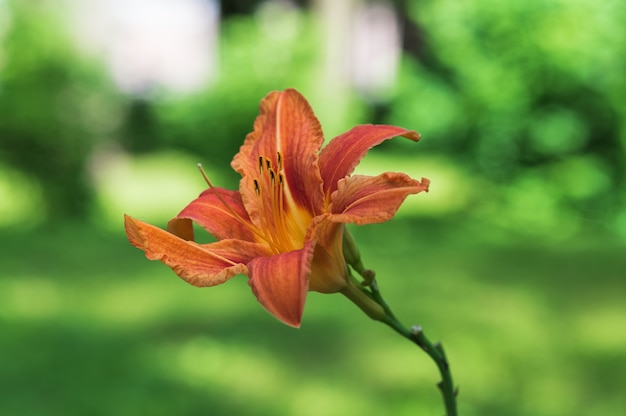 Close up de flores no jardim