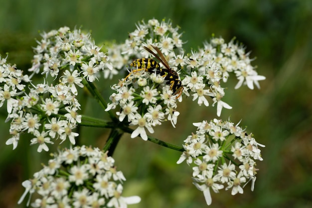 Close-up de flores polinizadas por abelhas