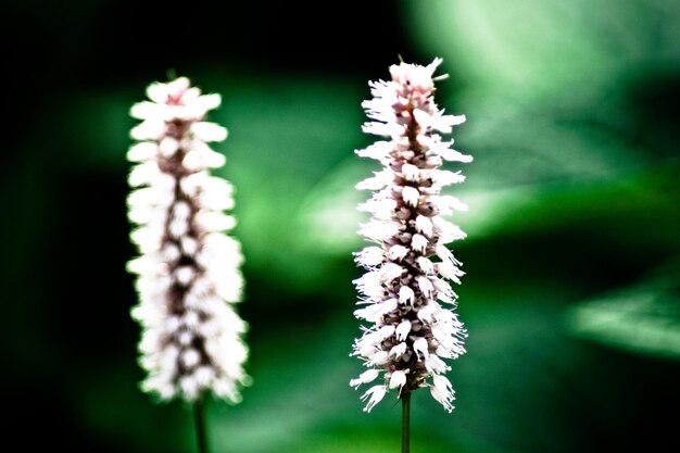 Foto close-up de flores que crescem ao ar livre