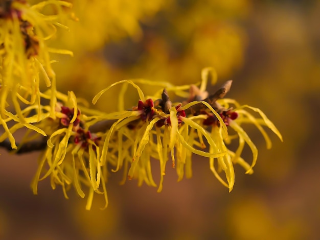 Foto close-up de flores que crescem ao ar livre