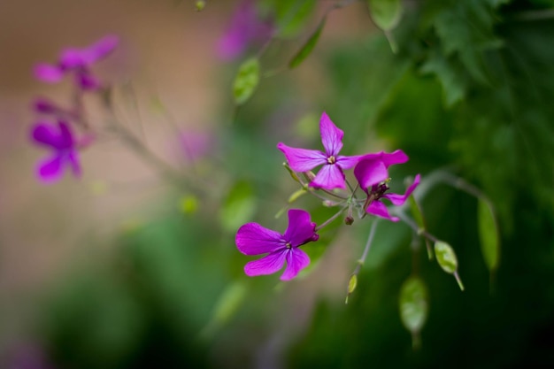 Close-up de flores que crescem ao ar livre