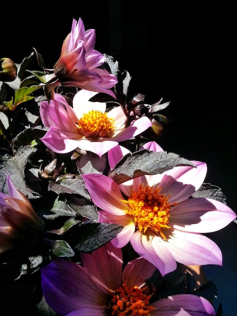 Foto close-up de flores rosa crescendo na planta