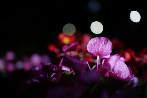 Foto close-up de flores rosa crescendo na planta