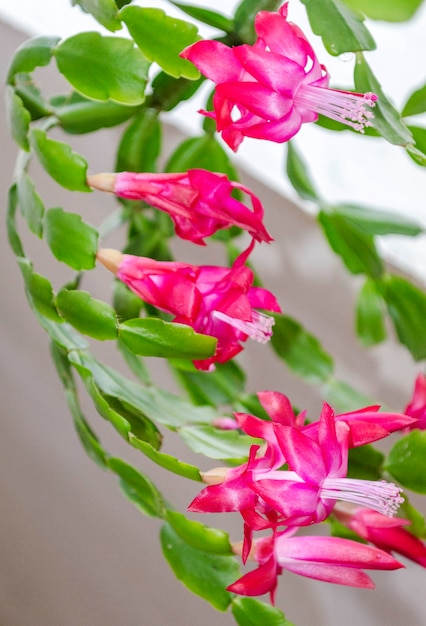 Close-up de flores rosa de zygocactus ou planta de casa de árvore de natal