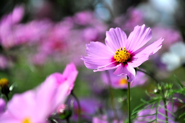 Close-up de flores rosa do cosmos florescendo ao ar livre