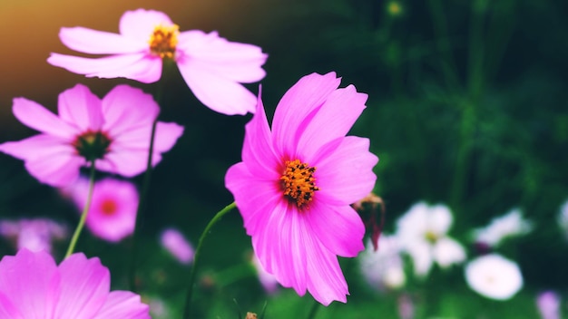 Close-up de flores rosa do cosmos