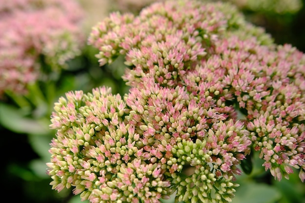 Foto close-up de flores rosa sedum com foco seletivo