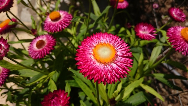 Close-up de flores rosa