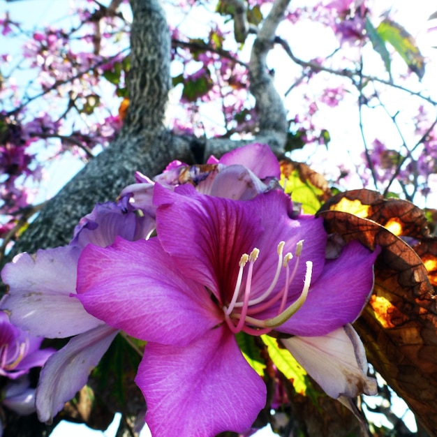 Foto close-up de flores rosa