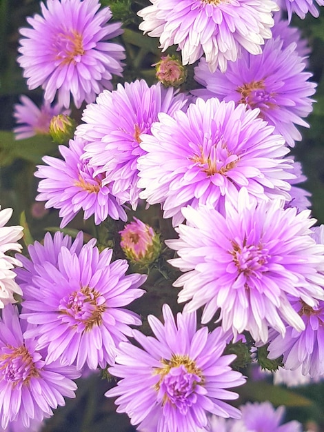 Foto close-up de flores rosa