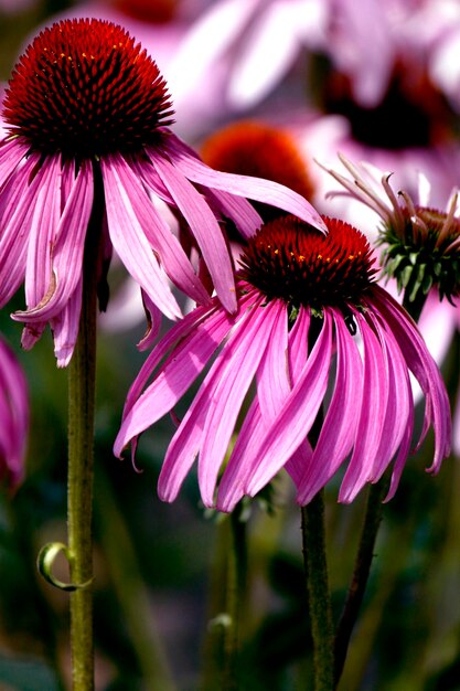 Foto close-up de flores rosa