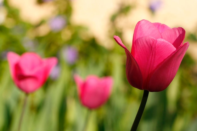 Close-up de flores rosa