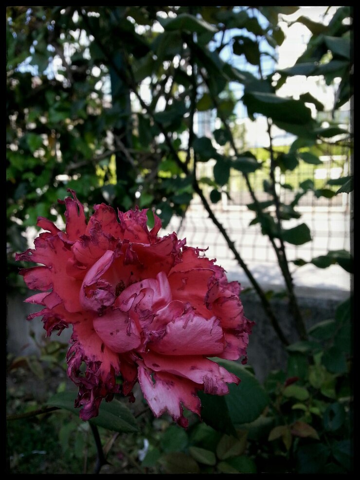 Foto close-up de flores rosa
