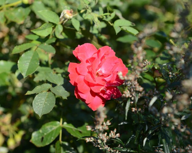 Foto close-up de flores rosa