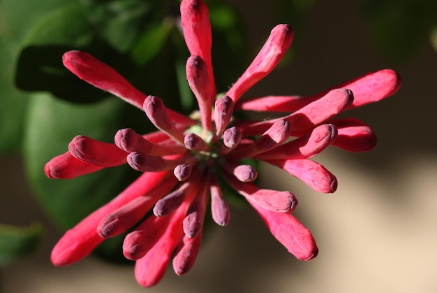 Close-up de flores rosa