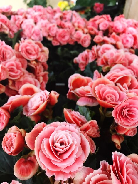 Foto close-up de flores rosa