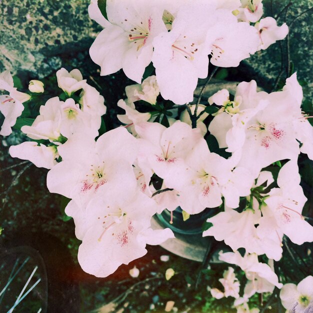 Foto close-up de flores rosa