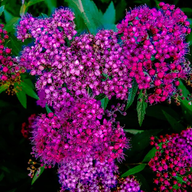 Foto close-up de flores rosa