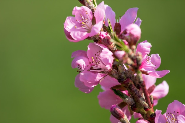 Close-up de flores rosa