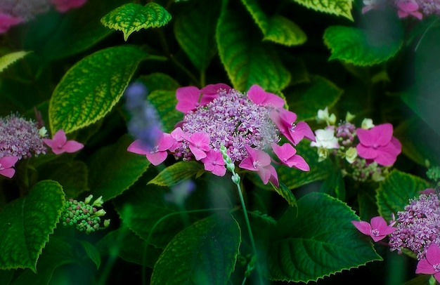 Close-up de flores rosa
