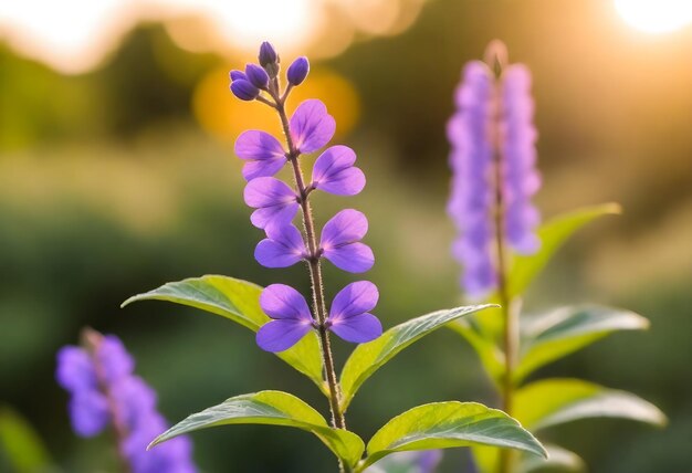 Foto close-up de flores roxas com folhas verdes durante a hora dourada com um fundo de foco suave