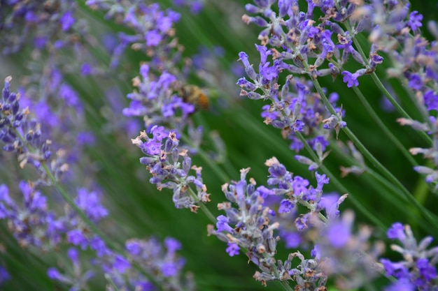 Close-up de flores roxas crescendo ao ar livre