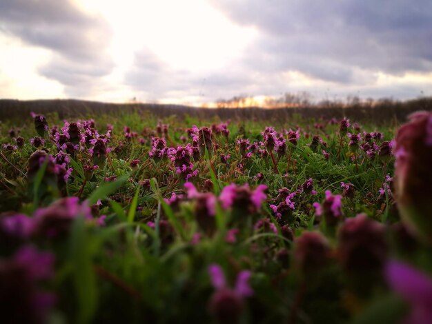 Foto close-up de flores roxas crescendo no campo