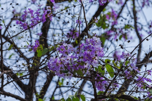 Foto close-up de flores roxas em galho