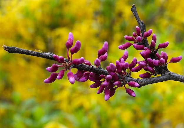 Foto close-up de flores roxas em galho