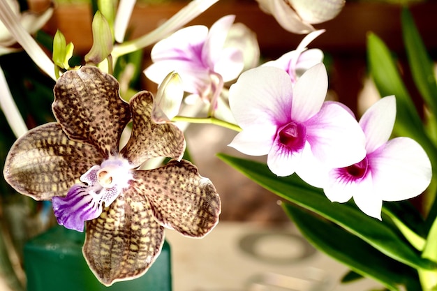 Foto close-up de flores roxas florescendo ao ar livre