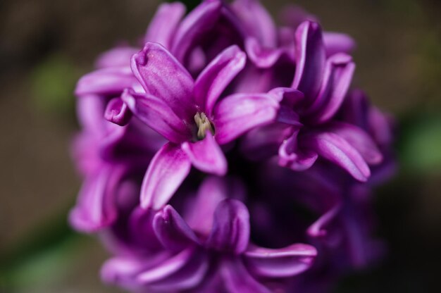 Foto close-up de flores roxas florescendo ao ar livre