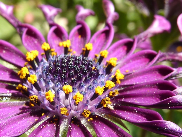 Foto close-up de flores roxas florescendo ao ar livre