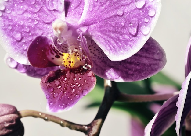 Close-up de flores roxas molhadas