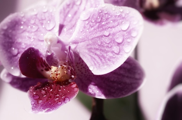 Close-up de flores roxas molhadas