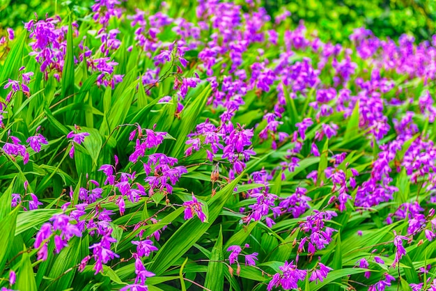 Close up de flores roxas no fundo do jardim verde em um dia ensolarado com um lindo foco seletivo e efeito bokeh