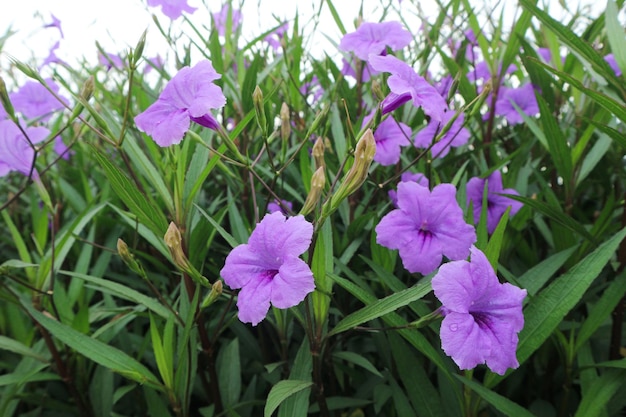 Foto close-up de flores roxas ruellia simplex na área do jardim