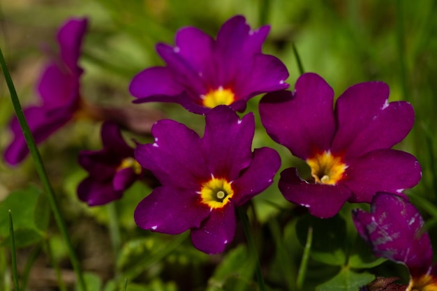 Close-up de flores roxas violetas