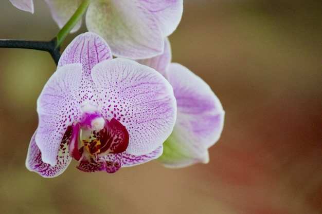 Foto close-up de flores roxas