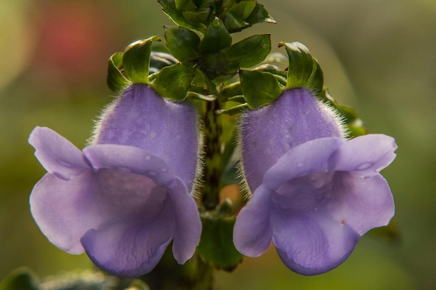 Foto close-up de flores roxas