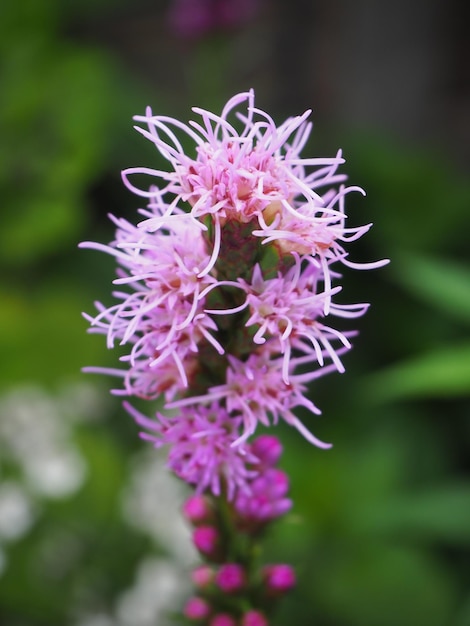 Close-up de flores roxas