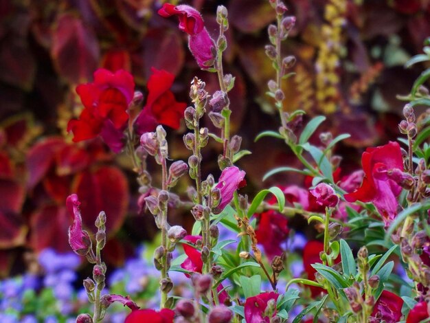 Foto close-up de flores roxas