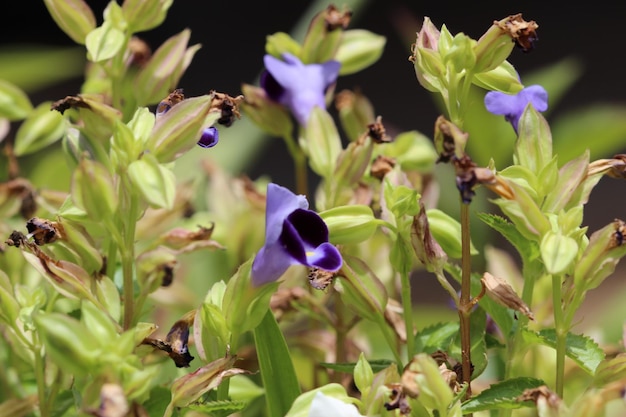 Foto close-up de flores roxas