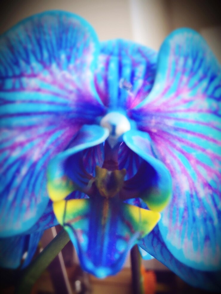 Foto close-up de flores roxas