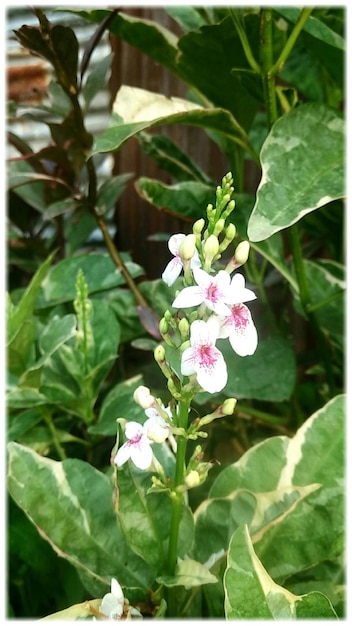 Foto close-up de flores roxas