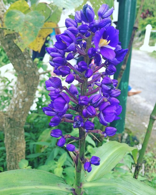 Foto close-up de flores roxas